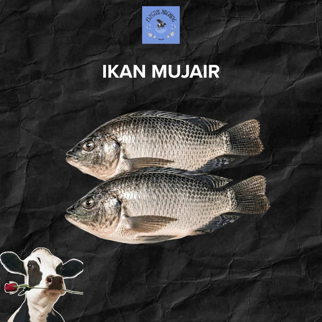Ikan Mujair Segar 1kg Premium / Fresh Mujair Hidup Bersih Siap Masak Goreng