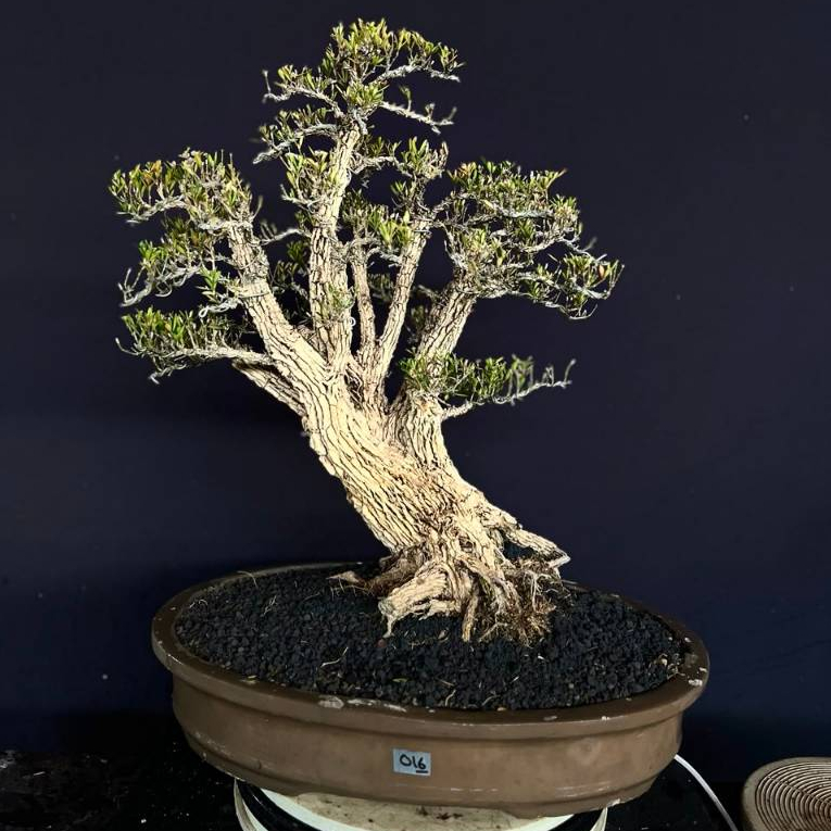BONSAI BUXUS 016