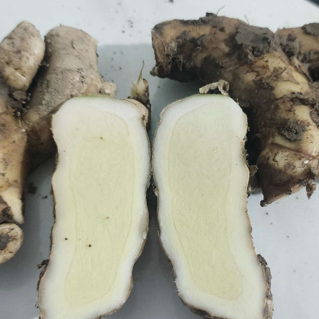 Kunyit Putih segar , kunyit putih