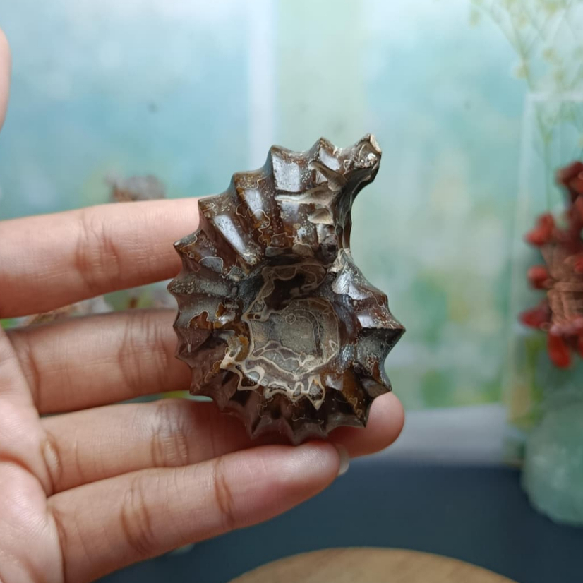 Batu Natural Horn Ammonite Keong Fossil (5) Asli Batu Alam