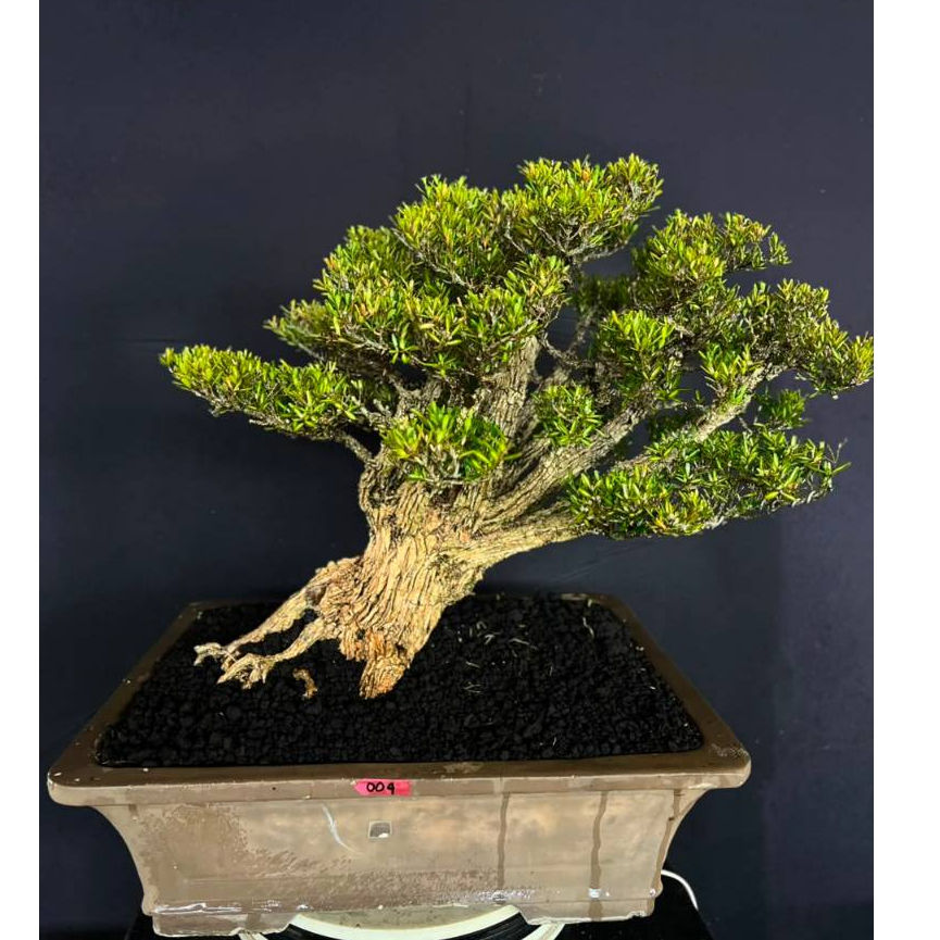 BONSAI BUXUS 004