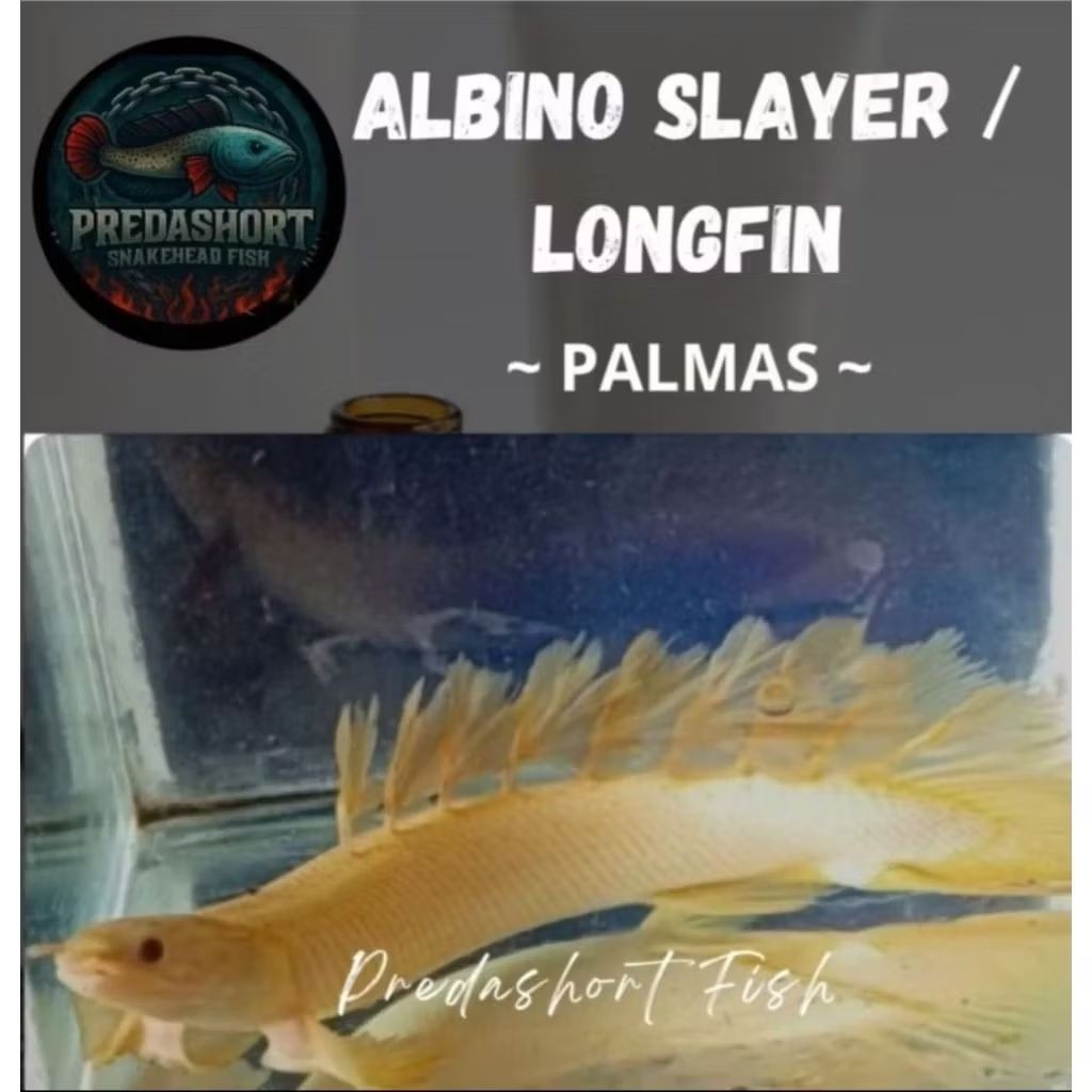 Ikan hias palmas Albino slayer longfin berkualitas bergaransi