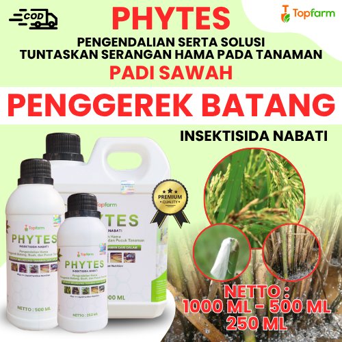 Obat Penggerek Batang Padi / Obat Ulat Batang Padi Sawah / Obat Pembasmi Hama Penggerek Batang Padi 