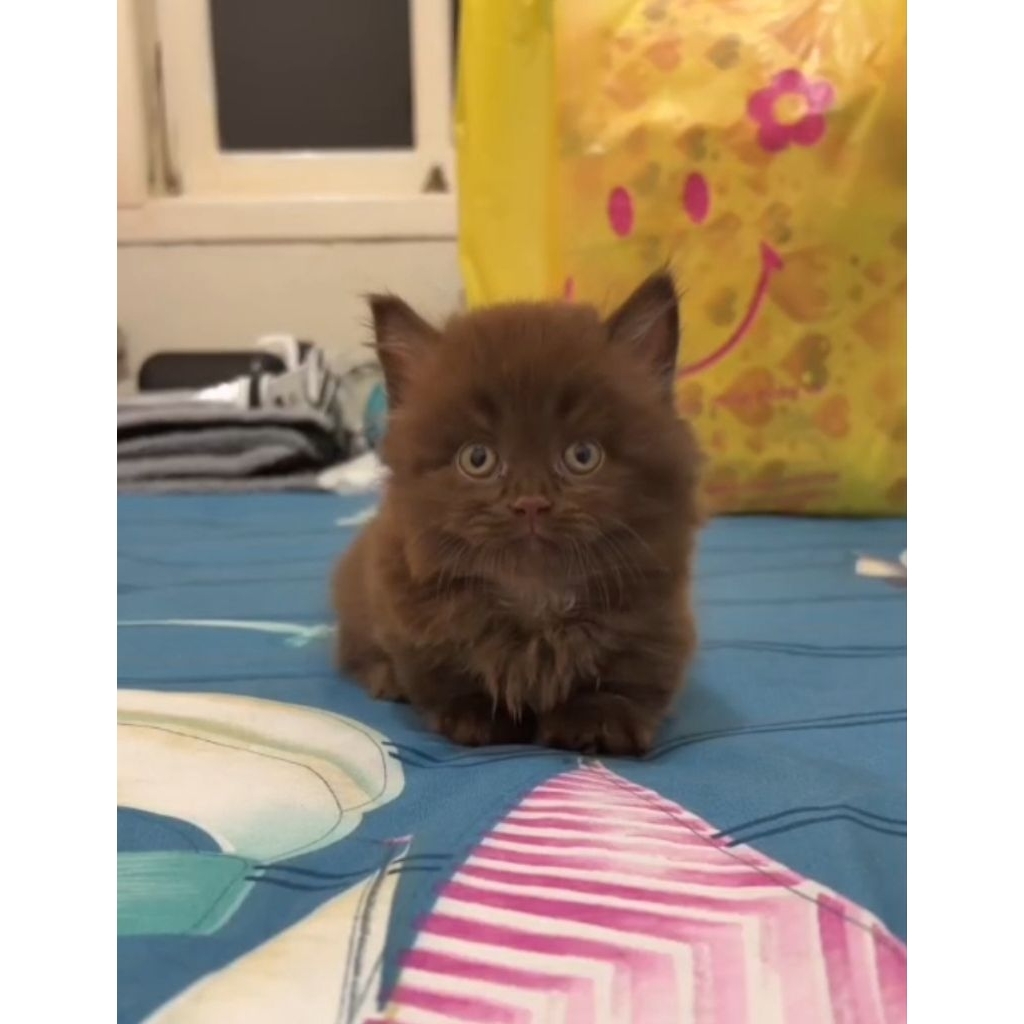 munchkin coklat betina