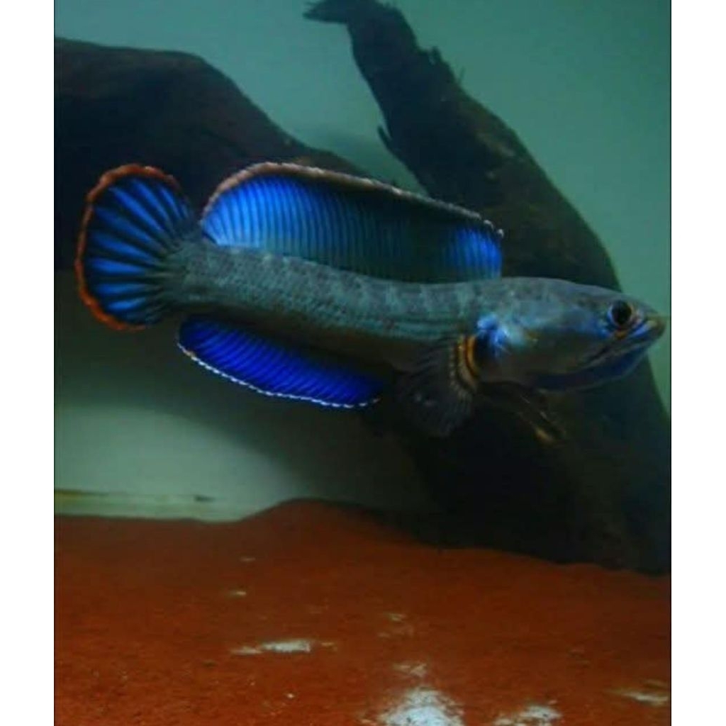 Blue Bengal Joss