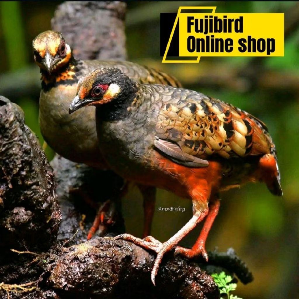 BURUNG PUYUH GONGGONG SEPASANG PILIHAN AVIARY