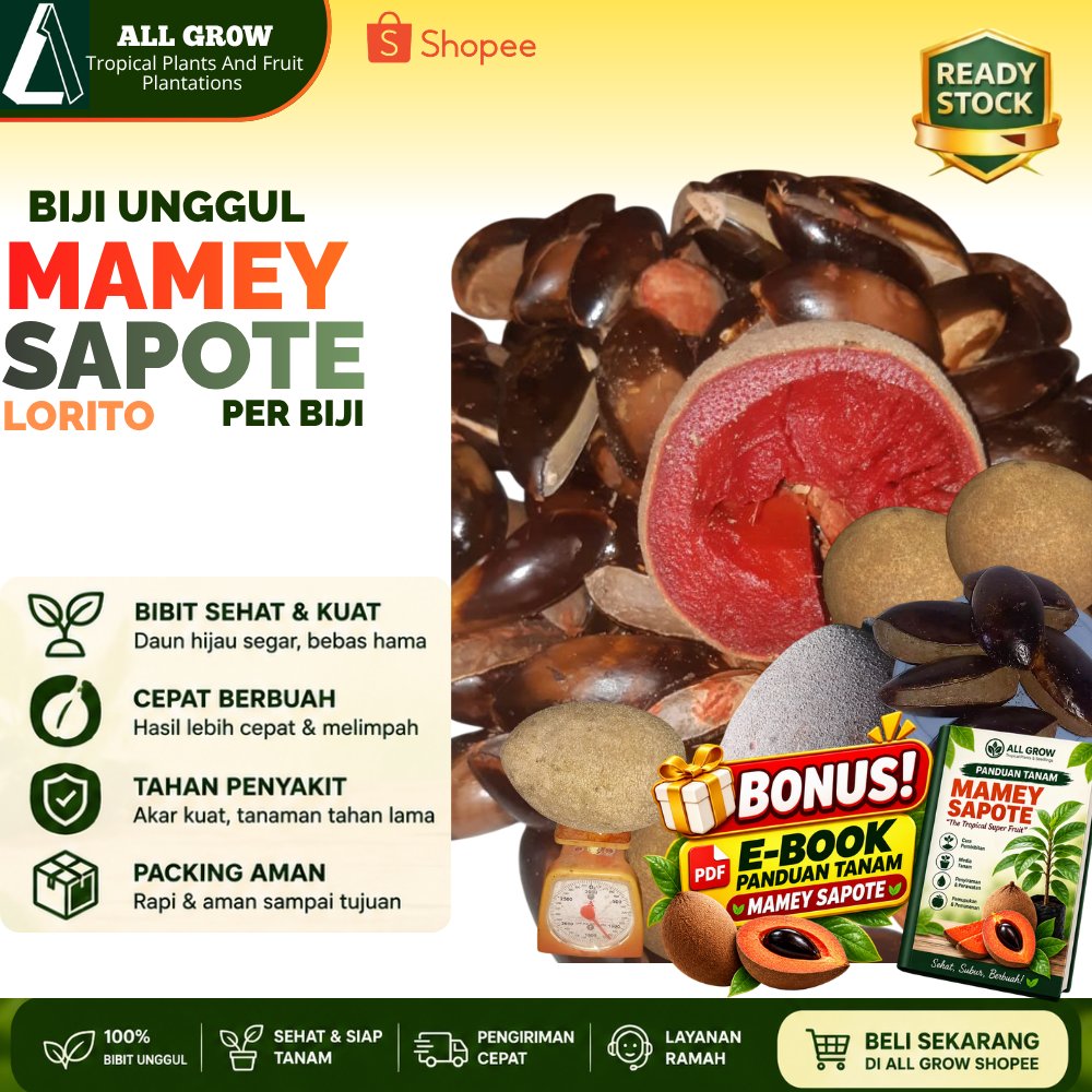 Biji Mamey Sapote Varietas Lorito ( Per Biji)