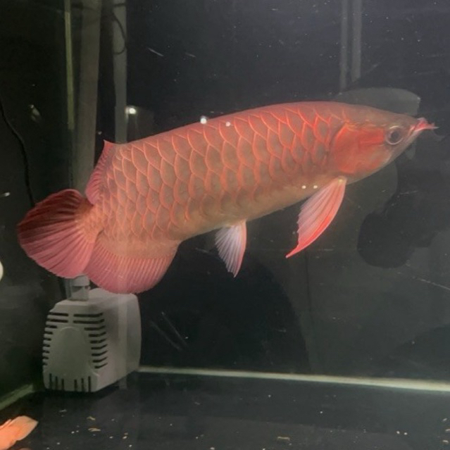 Akuarium Arwana SR arwana super red 40 cm up sertifikat chip