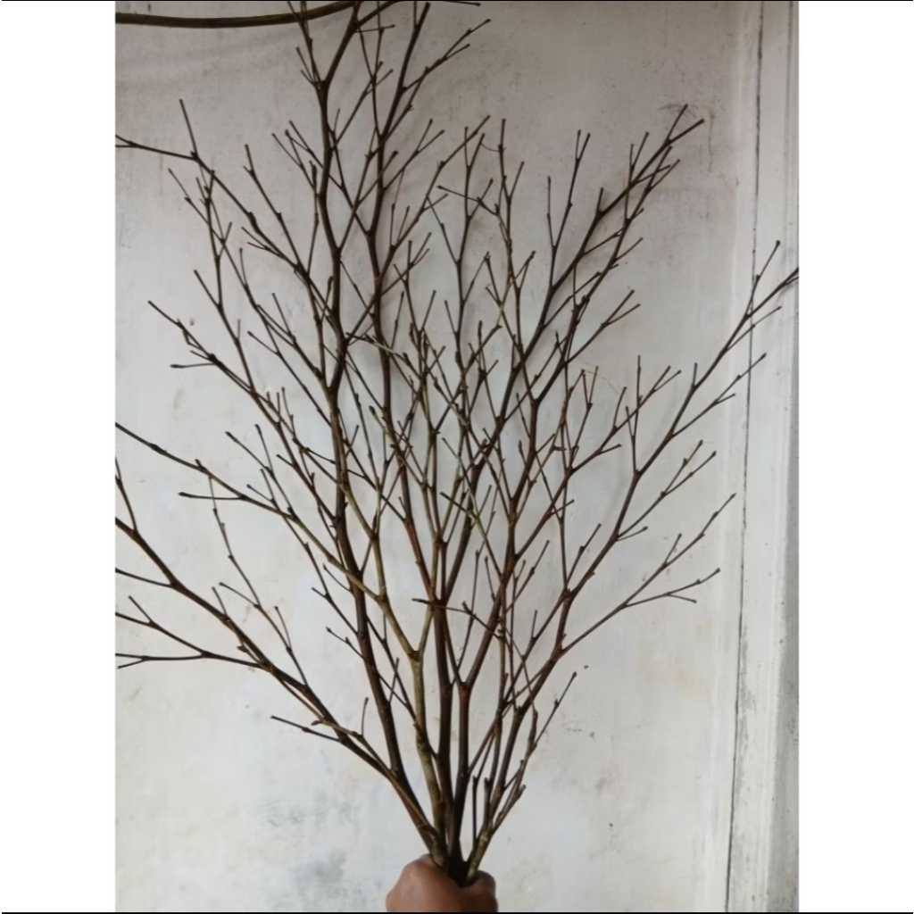 Dekorasi Ranting Bercabang | Ranting Kayu Natural | Pohon Hias Natural