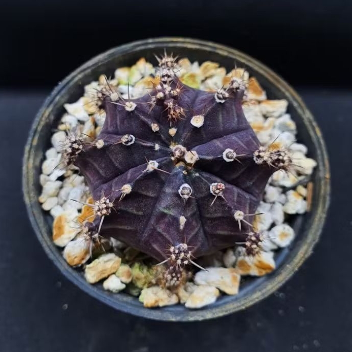 Kaktus Gymno purple skin (Gymnocalycium mihanovichii)