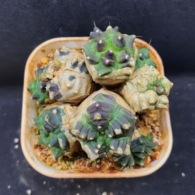 Kaktus Gymnocalycium "Kikko" hybrid cluster (Gymnocalycium mihanovichii)