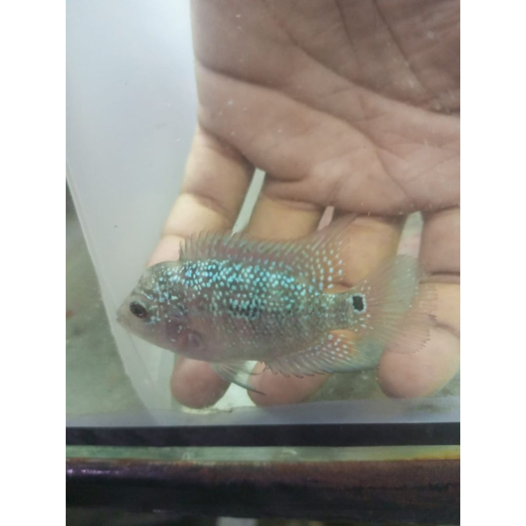 baby louhan kamfa f3 cilnong 2jari