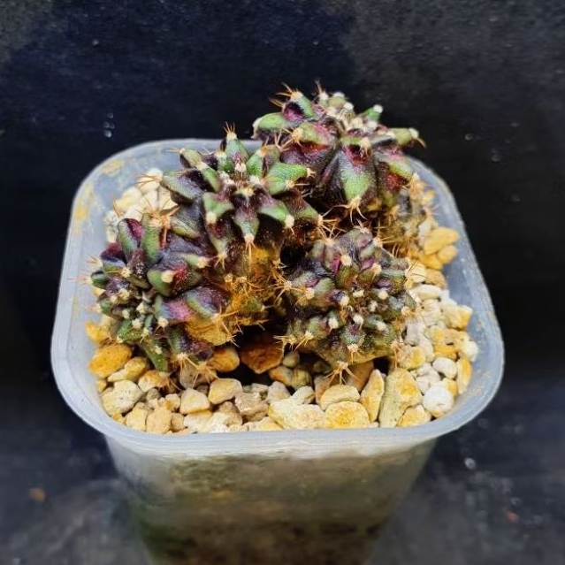 Kaktus Gymno T-series Cristata Four Head (Gymnocalycium mihanovichii)
