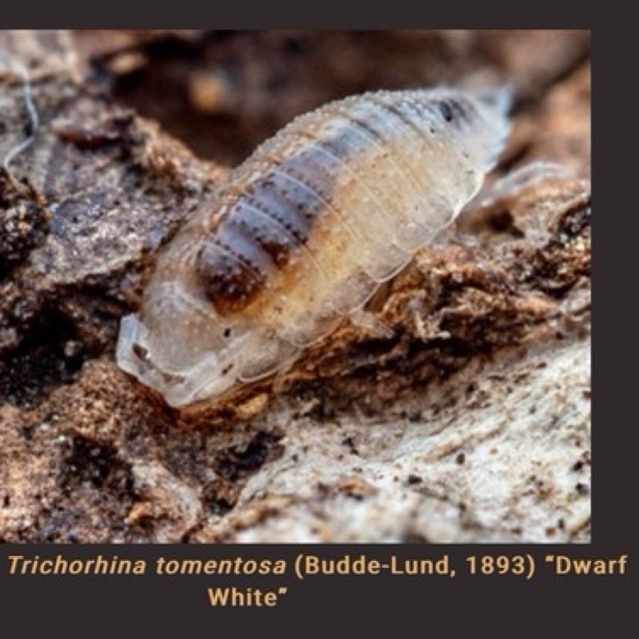 isopod Trichorhina Tomentosa