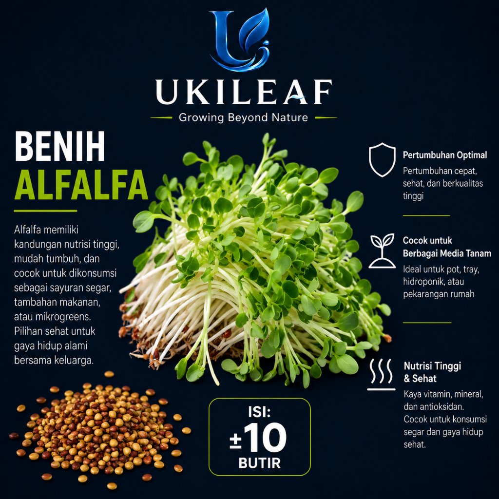( 10 Butir ) Benih Biji Alfalfa | Alfalfa Sprout | Lucerne | Medicago Sativa | UKILEAF