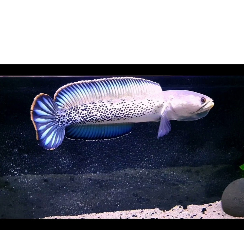Ikan Channa Stewarti Predator 15 Cm Ready Stock