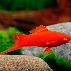 Ikan Platy Pedang / Sword Tail