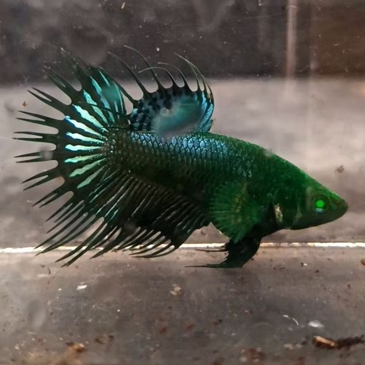 Ikan Cupang Betina Crown Tail Hulk (CT) Hulk Green