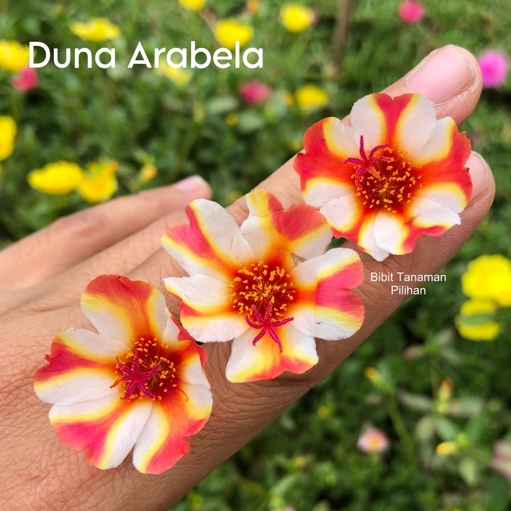 Bunga krokot duna arabela