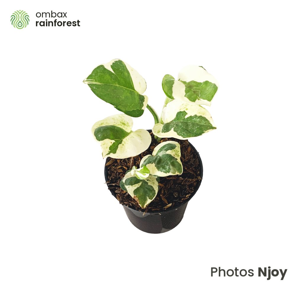 Pothos Njoy - tanaman Vivarium/Terrarium
