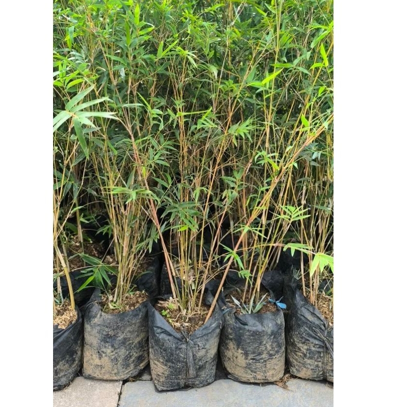 Bambu jepang kuning rimbun
