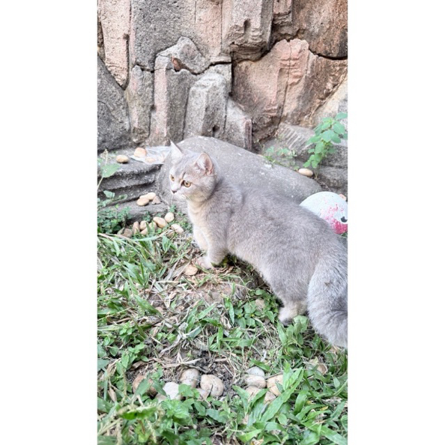 Kucing Kitten BRITISH SHORT HAIR - BSH GOLDEN BLUE