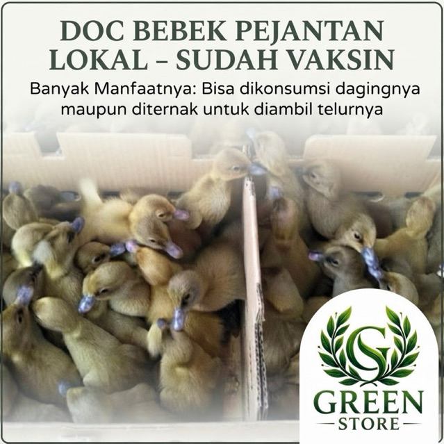 TERMURAH,DOD Bibit bebek lokal pejantan  pemgiriman Instant Bandung dan sekitarnya