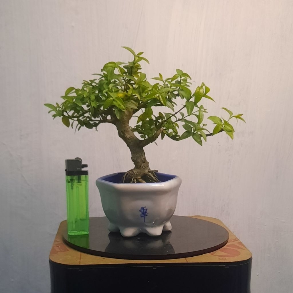 bonsai anput bahan anting putri
