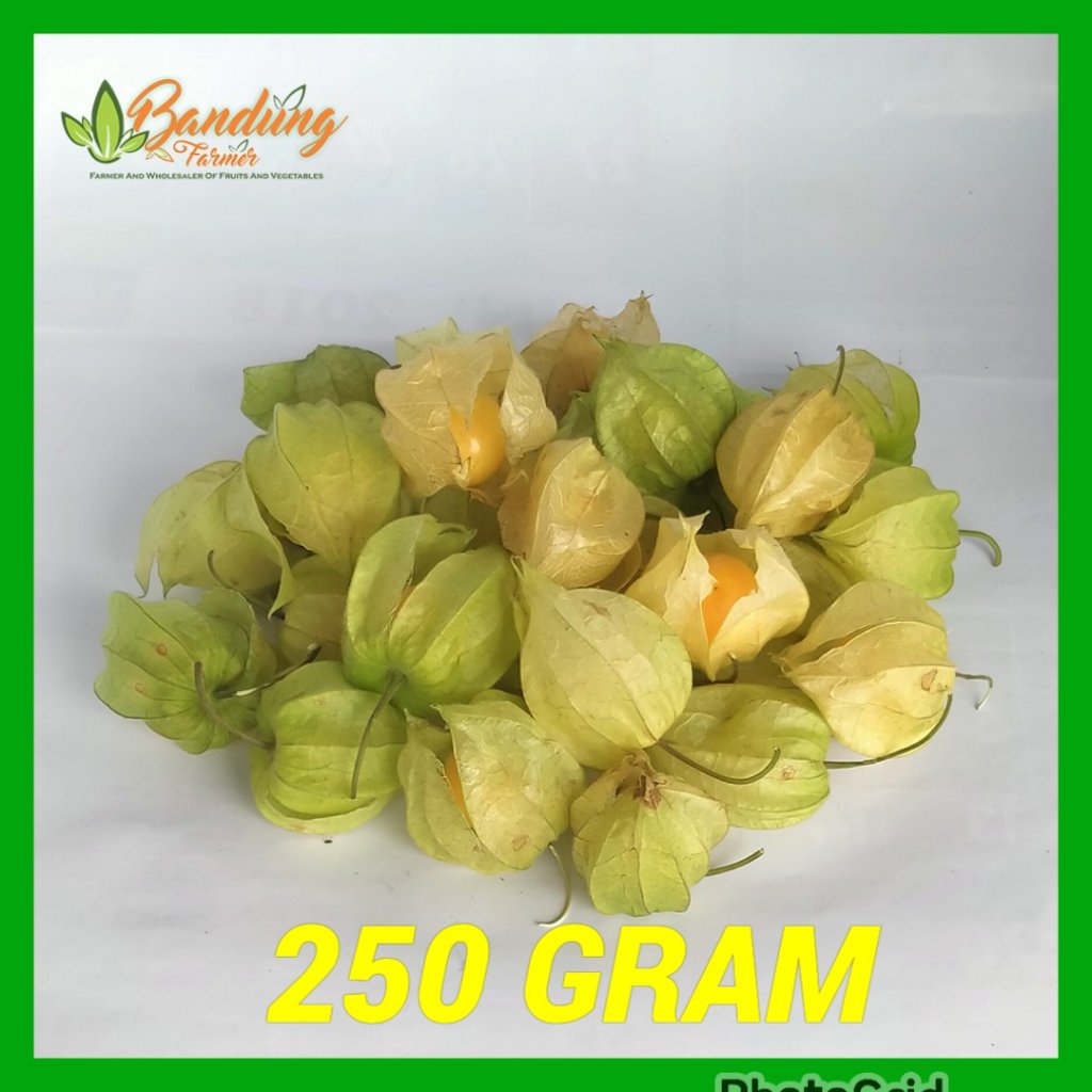 jual buah ciplukan murah 250 gram-cecenet-golden berry