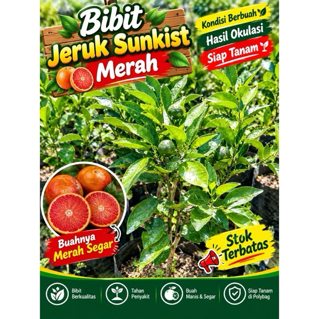 Bibit Jeruk Sunkist Merah Kondisi Berbuah hasil okulasi rimbun siap tanam bisa ditanam ditabulampot