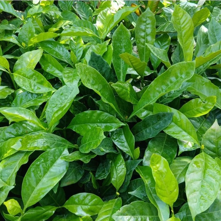 Bibit Kopi Arabica Unggul Berkualitas