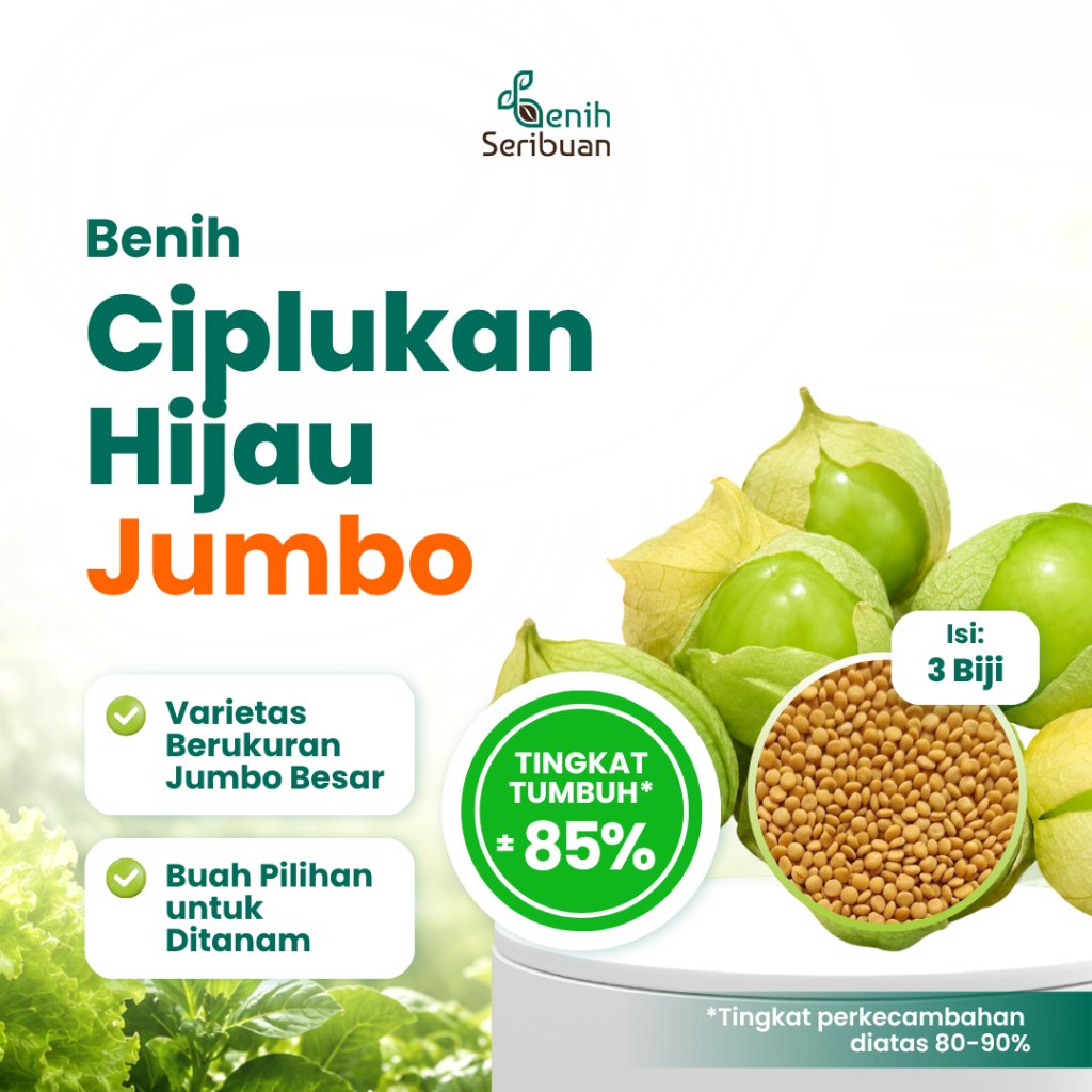 Benih Seribuan - 3 Benih Buah Ciplukan Hijau Jumbo Tanaman Heirloom