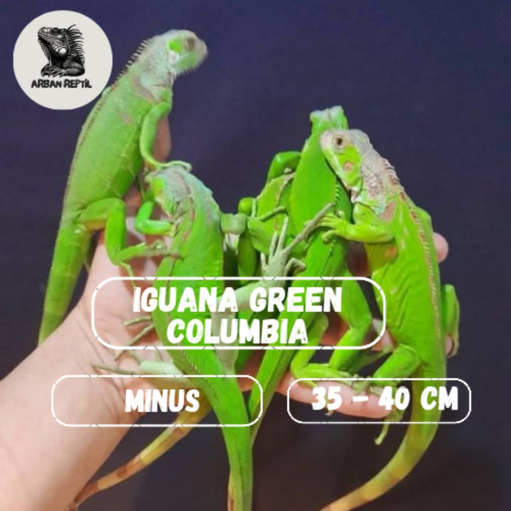 Mainan Iguana green Columbia  35 - 40 cm +/- (minus)