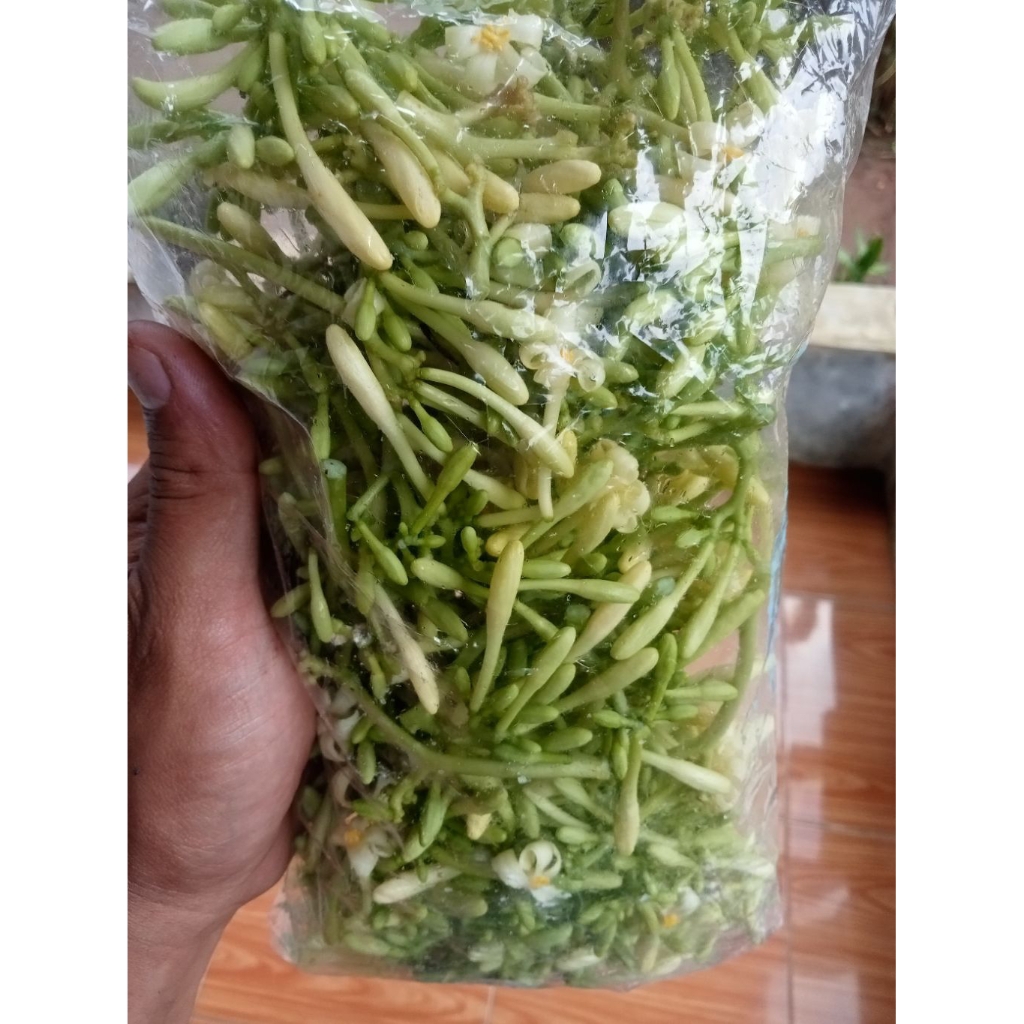 

Termurah,Bunga Pepaya Segar 100 Gram,Dipetik langsung saat orderan masuk