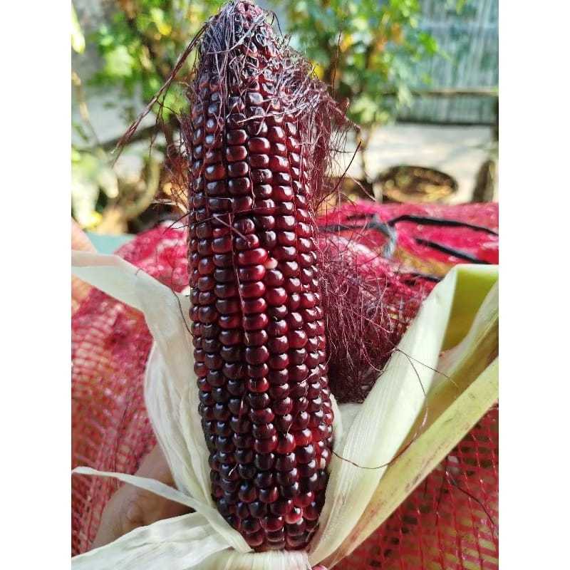 

Jagung Ungu Grade A [PREMIUM]