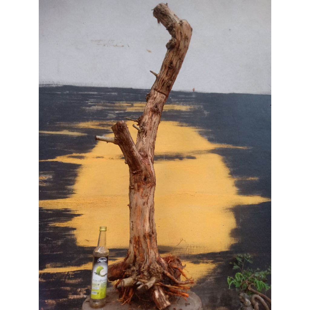 BAHAN BONSAI SISIR KALIAGE COKAN JUMBO
