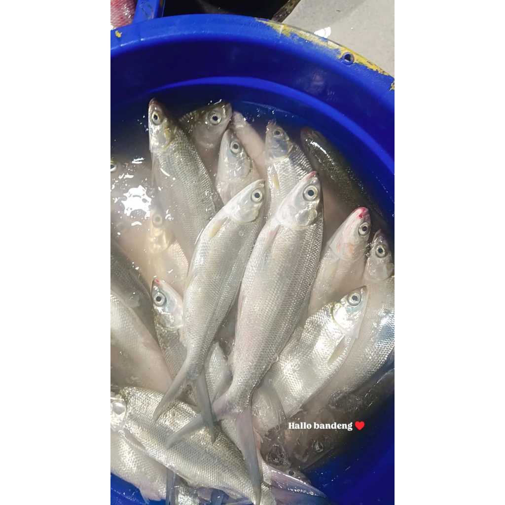 

Ikan Bandeng Segar 1 Kg (Isi 3-4 Ekor) – Fresh dari Kolam