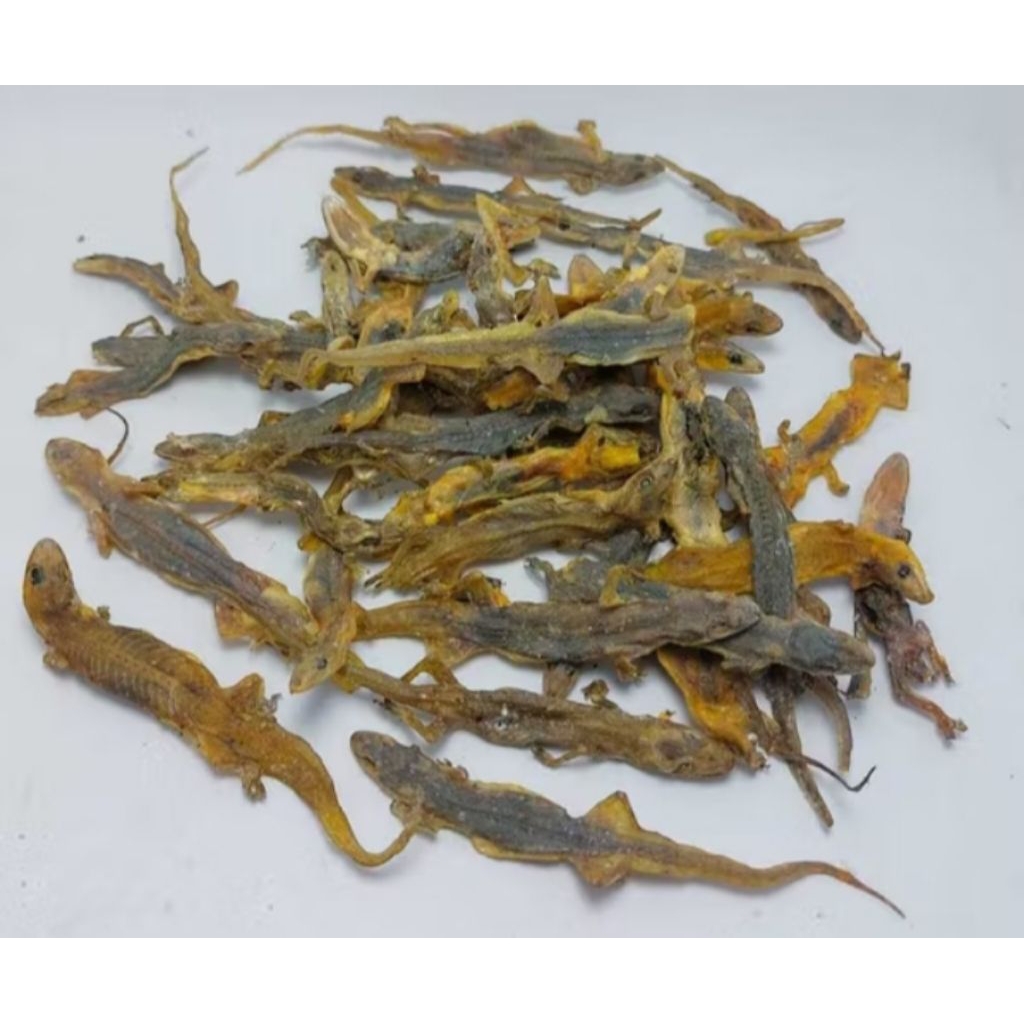 

Cicak Putih Sudah Kering Obat Tradisional 100gr utuh