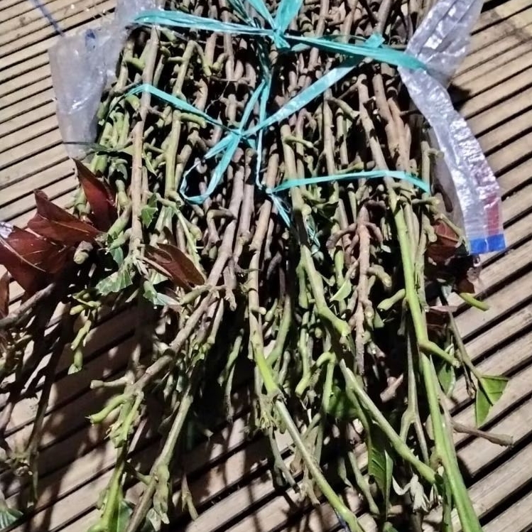 ENTERES KAKAO IJO KAJUMAN | Panjang-+ 35 Cm | 1 Ranting
