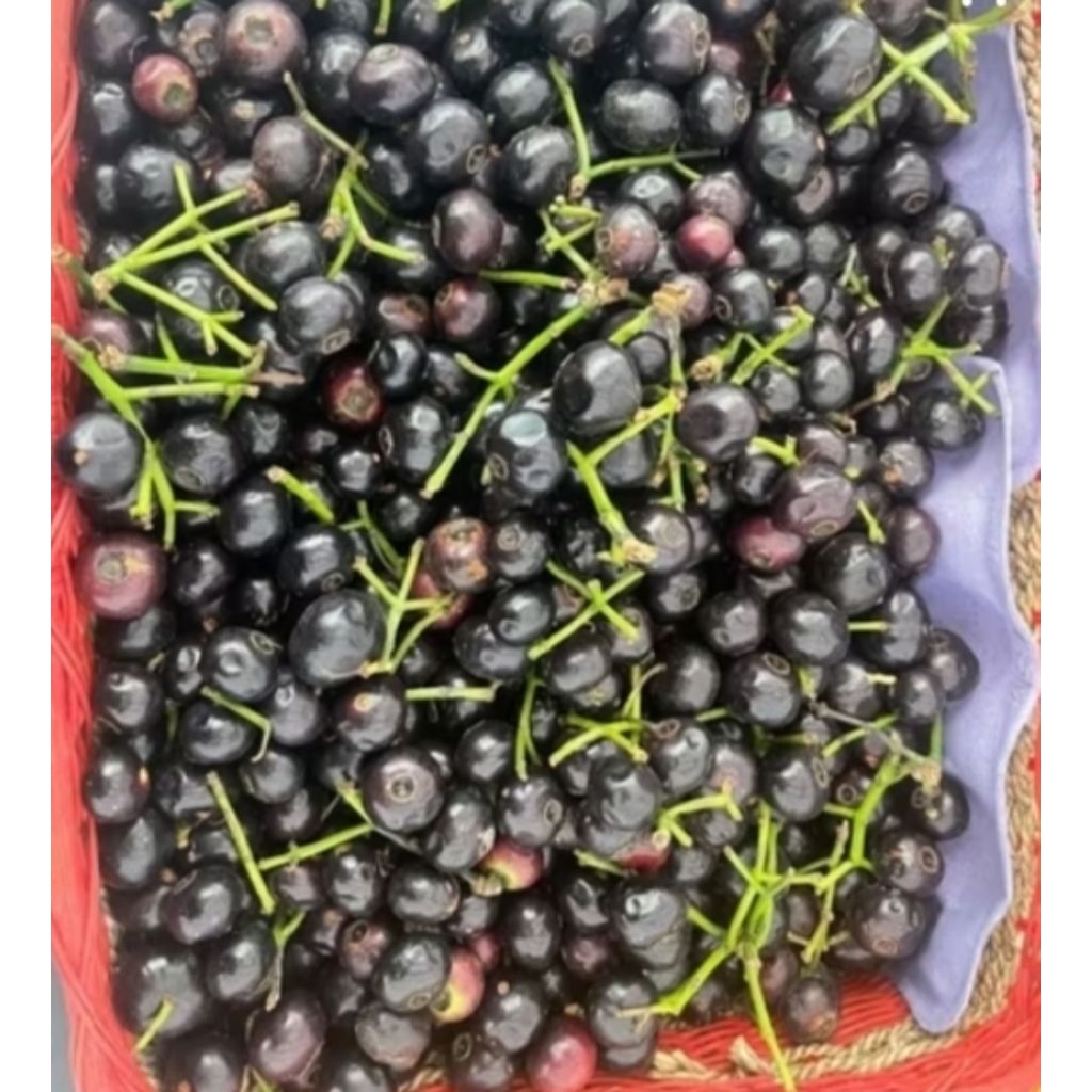 

Buah Gowok Buah legend Rujakan 1kg