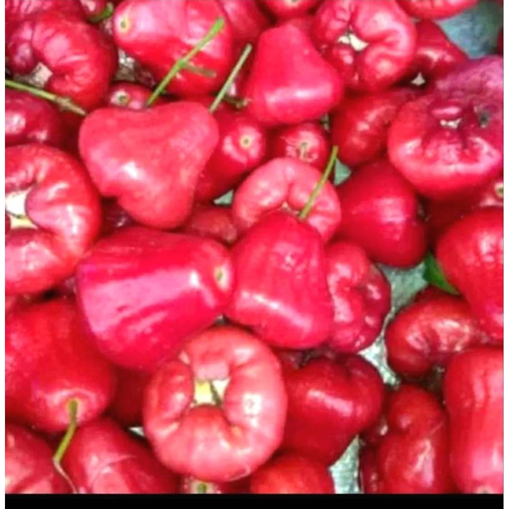 

jambu air rujak 500 gr