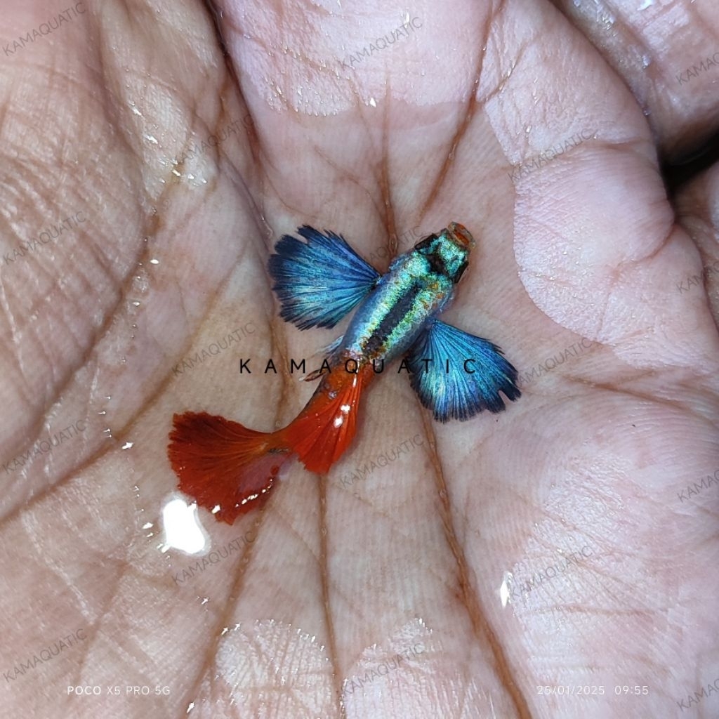 

Extra Packing Styrofoam Kardus | PRTDE | Kamaquatic