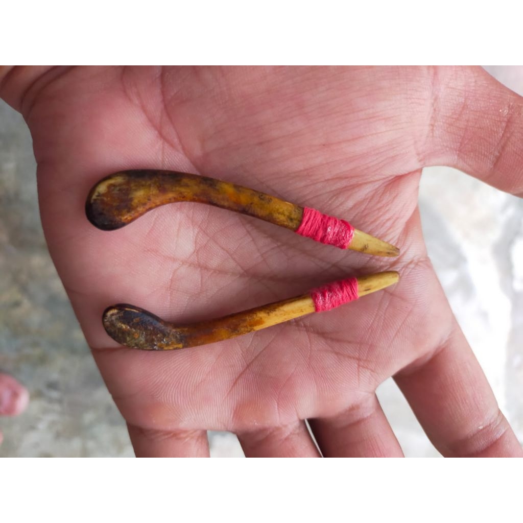 

singkal maung HM Sumatra