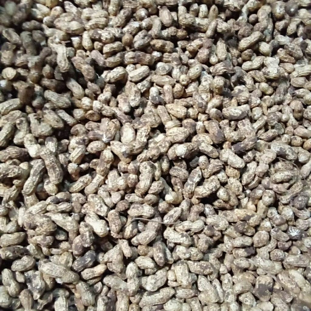 

Kacang tanah mentah 1kg. Kacang kulit mentah 1kg. Kacang tanah murah 1kg