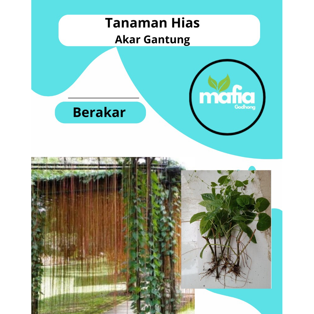 TANAMAN HIAS | AKAR GANTUNG | BIBIT