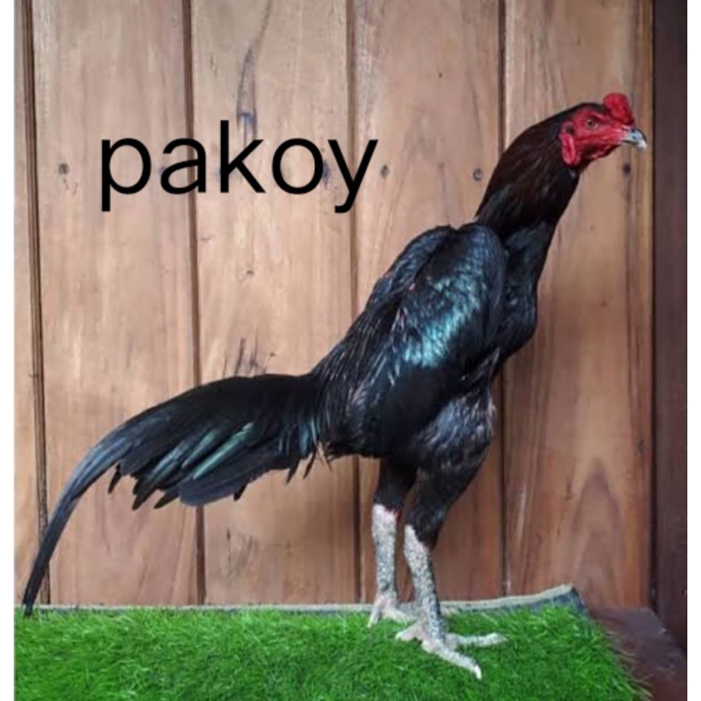 Telur Ayam Pakoy Larkumbang Fertil Original Bisa Di Tetaskan