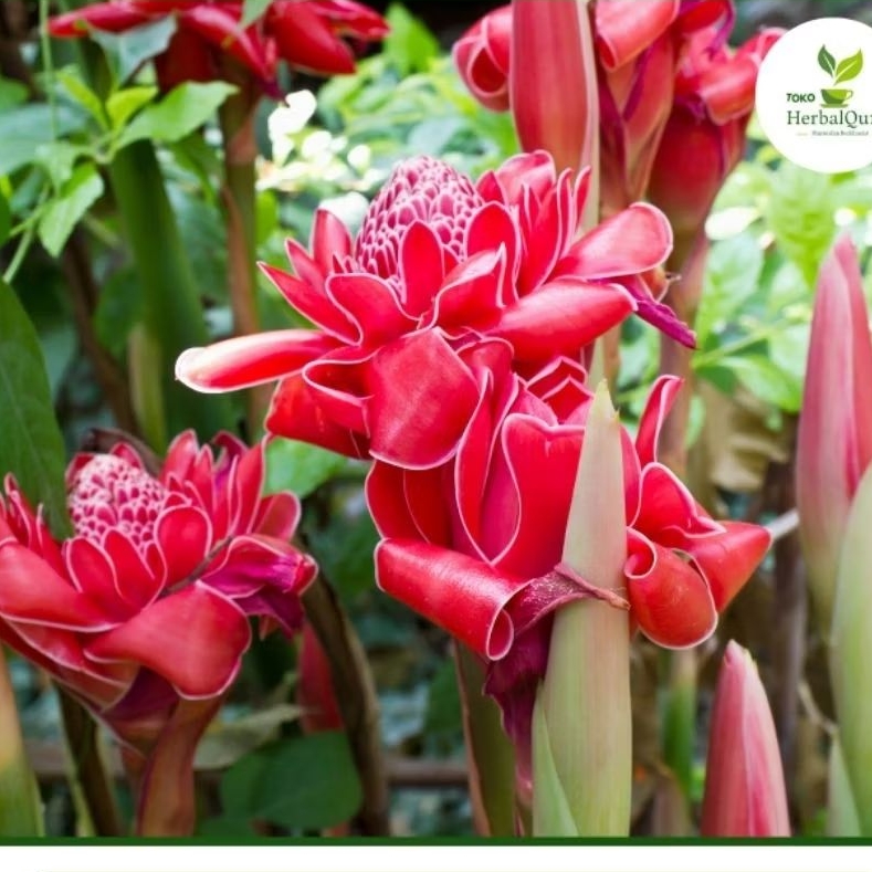 

Sayuran bunga kecombrang /Rombeh sayur per bunga