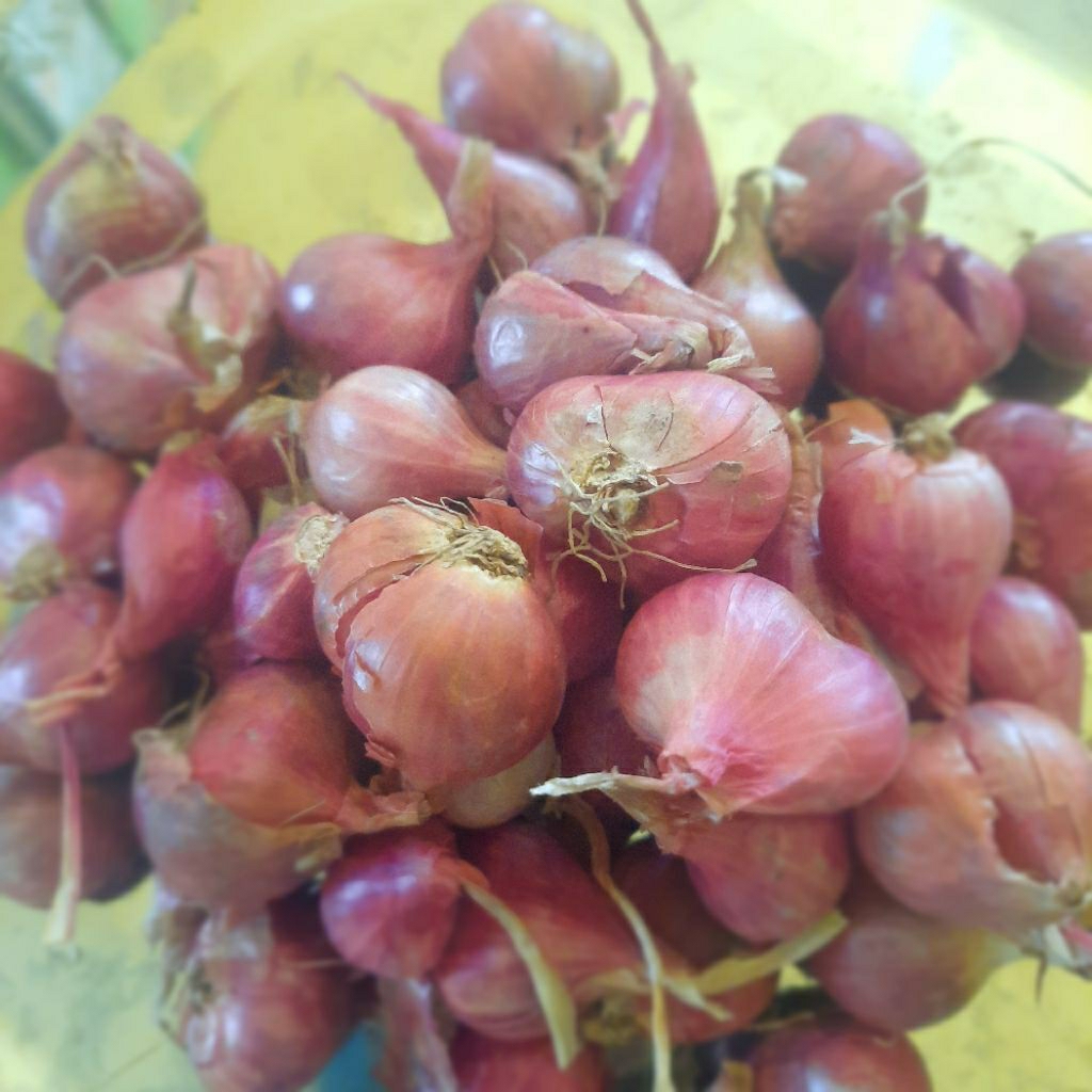 

bawang merah