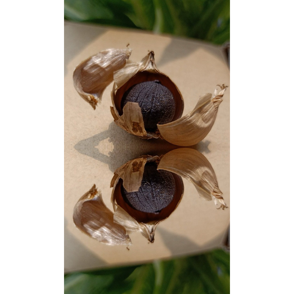 

Black Garlic MBX Bawang Hitam Tunggal || Bawang Putih Lanang || Black Garlic MBX (Multi Benefit Xtra)