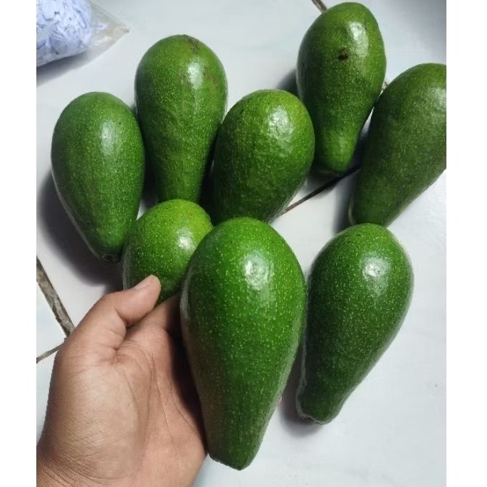 

(1kg) Alpukat mentega Muria super daging tebal pulen isi 3-4 buah